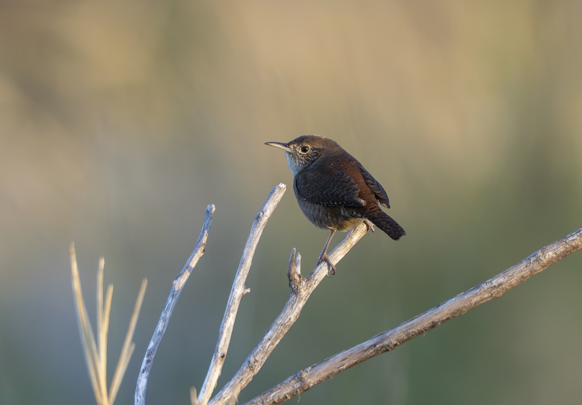 Northern House Wren - ML644813172