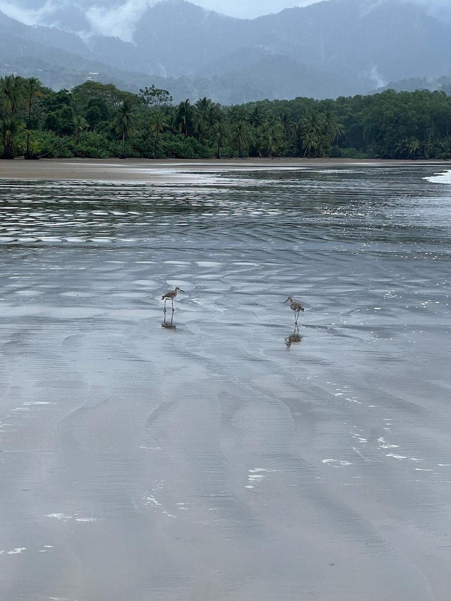 Hudsonian/Eurasian Whimbrel - ML644813175