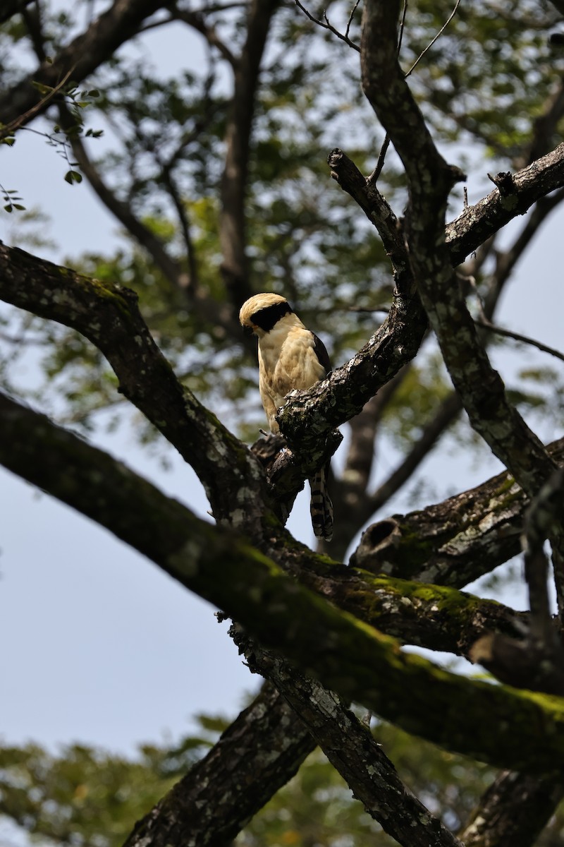 Laughing Falcon - ML644813178
