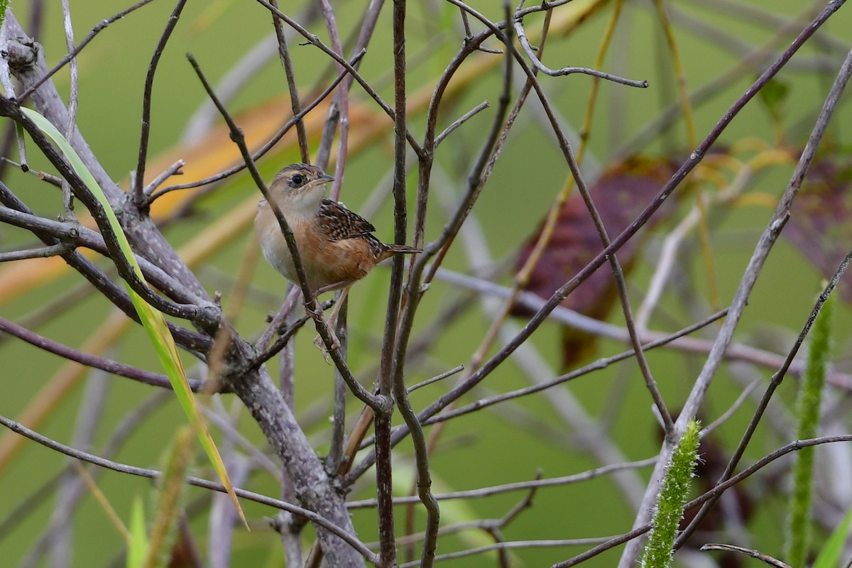 Sedge Wren - ML644813179