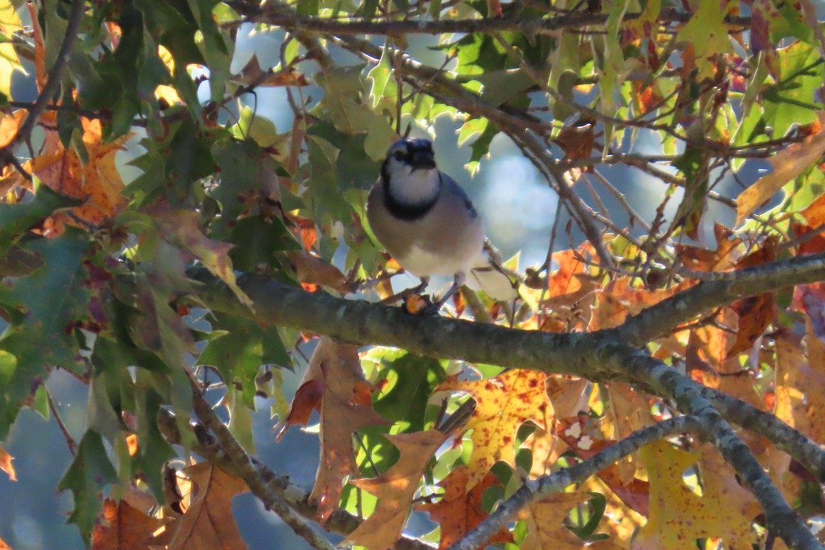 sojka chocholatá - ML644813182