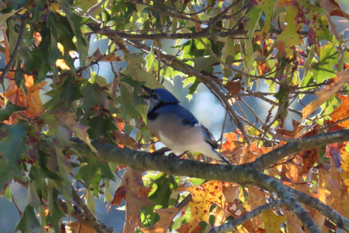 sojka chocholatá - ML644813191
