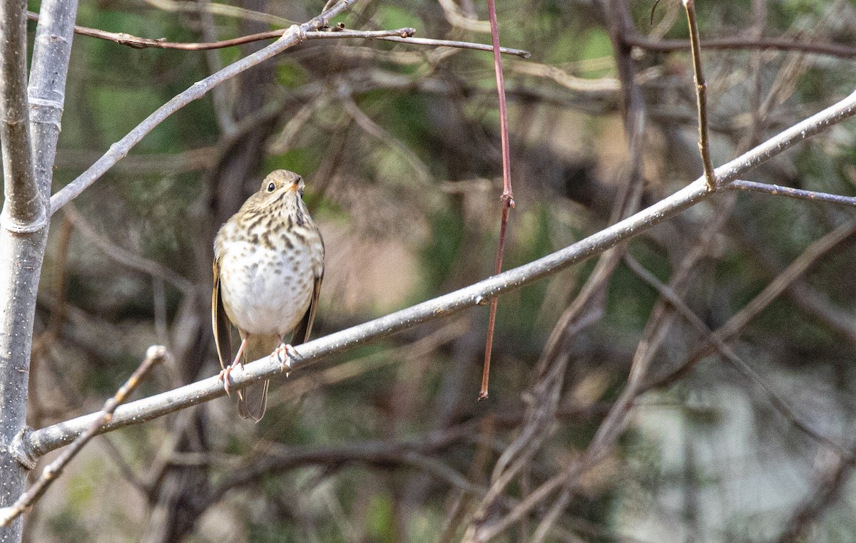 Einsiedler-Musendrossel (faxoni/crymophilus) - ML644813202