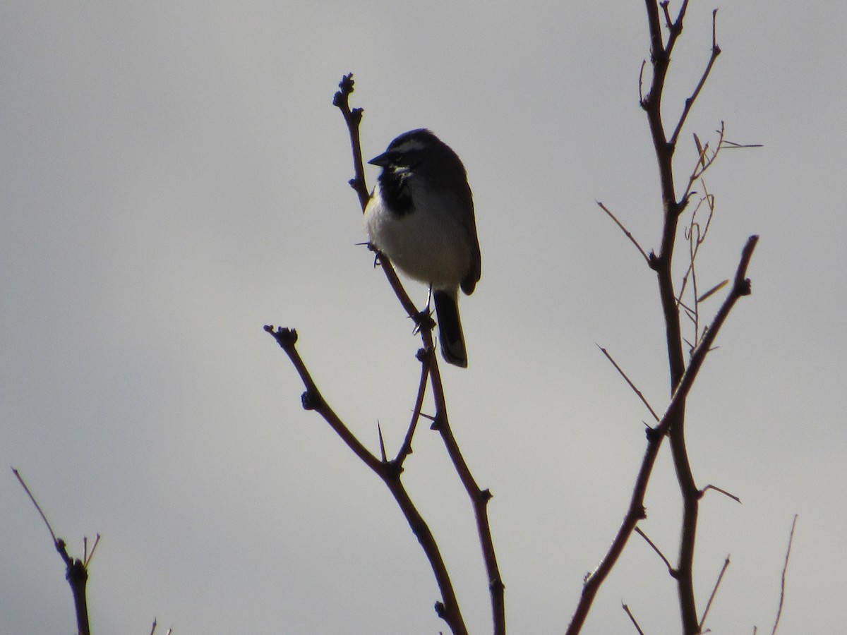 svartstrupespurv - ML644813204