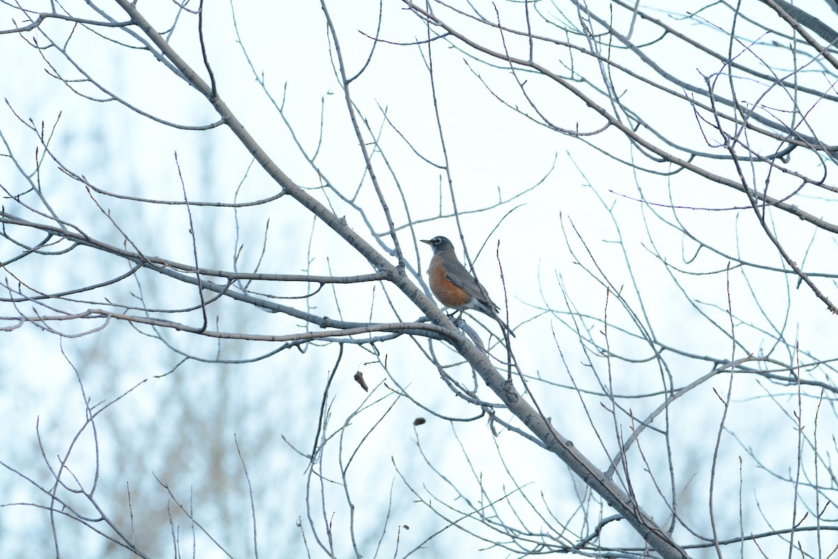 Дрізд мандрівний - ML644813232