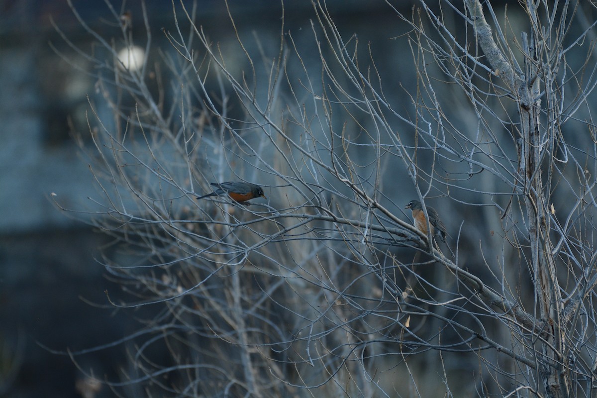 Дрізд мандрівний - ML644813233