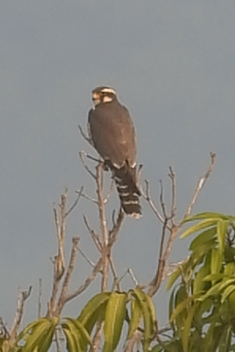 Aplomado Falcon - ML644813259