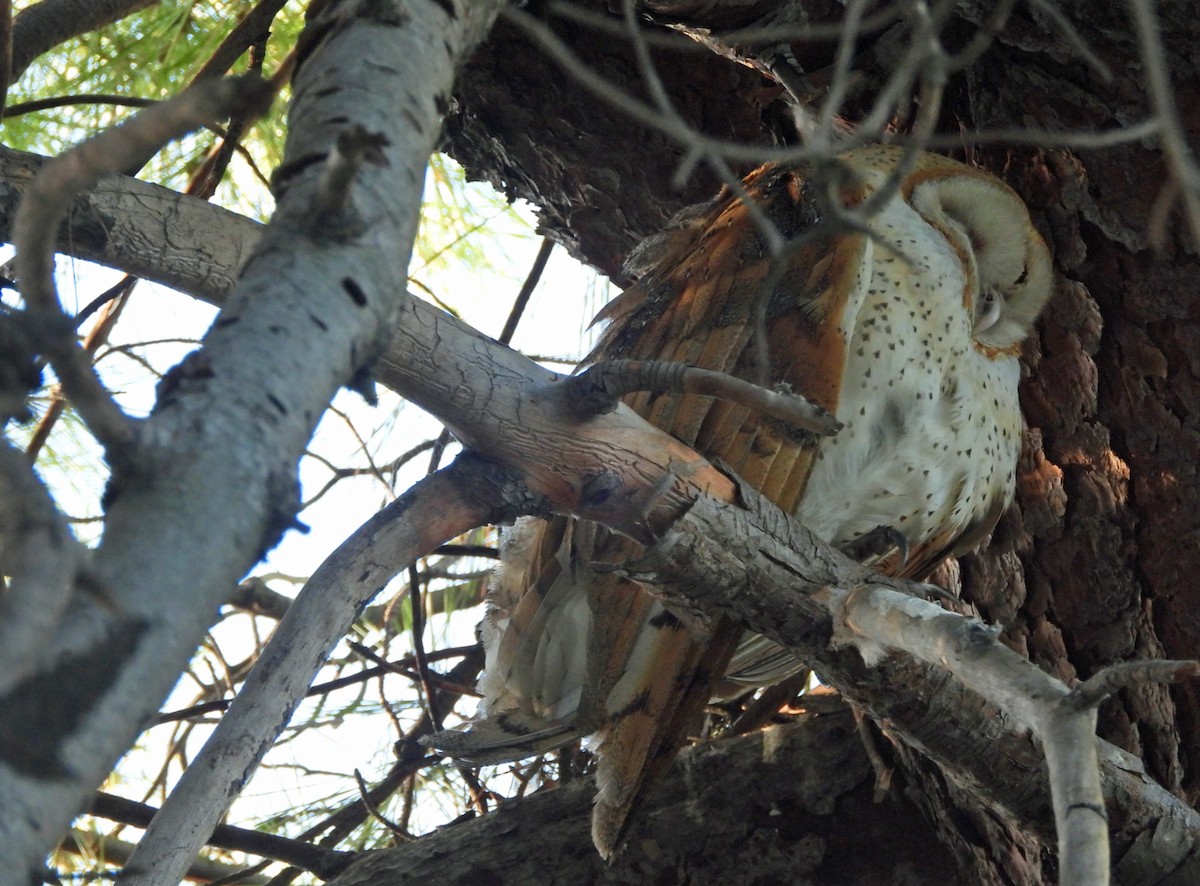 American Barn Owl - ML644813271