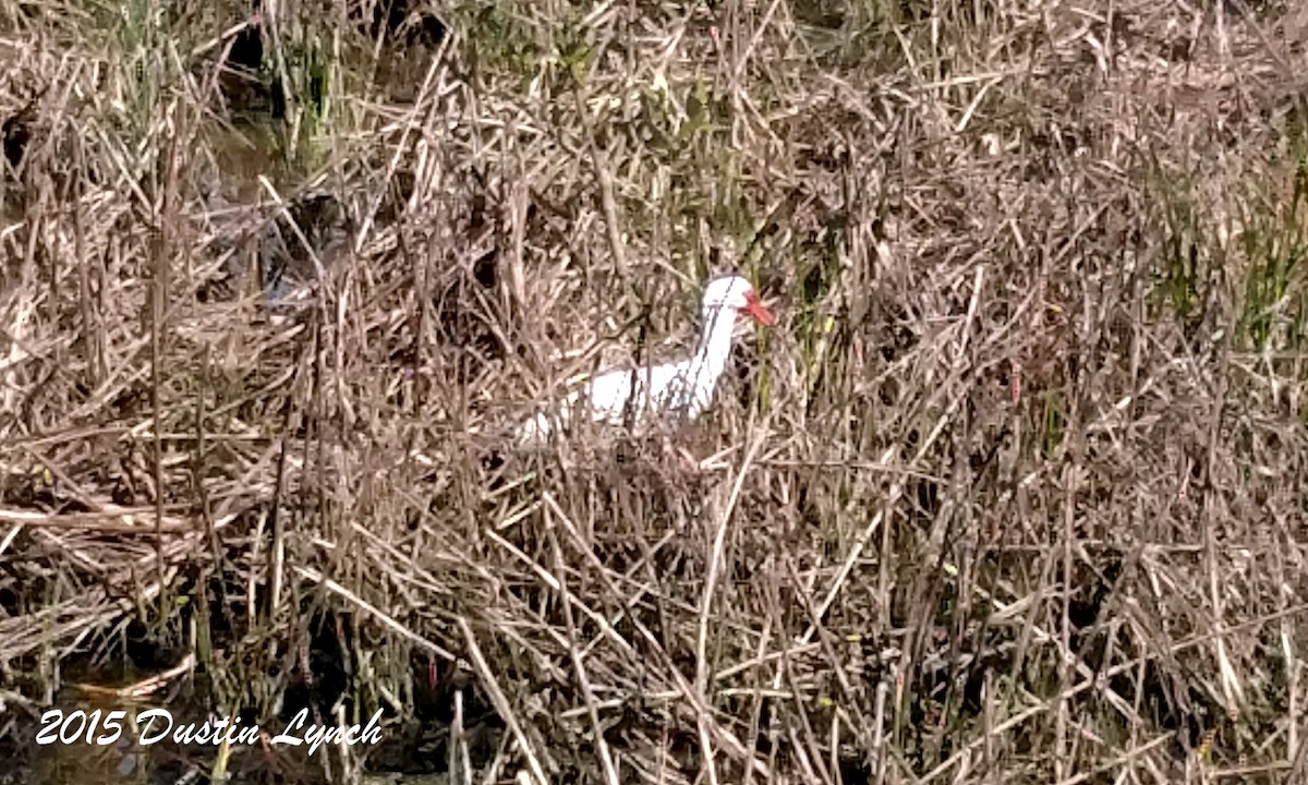 ibis bílý - ML644813289