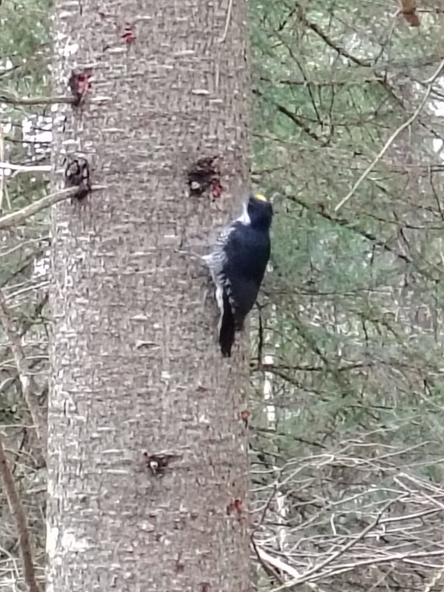 svartryggspett - ML644813315