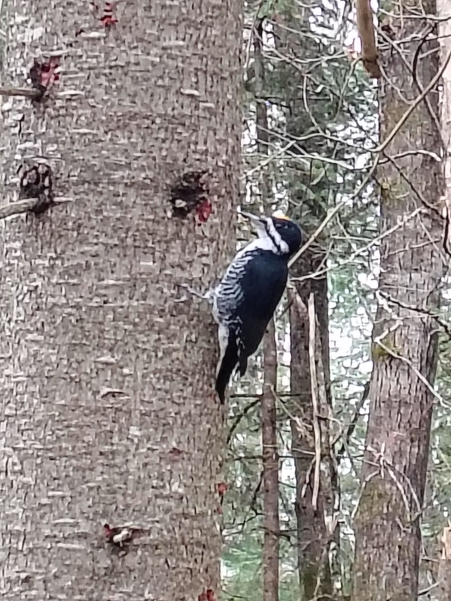 svartryggspett - ML644813316