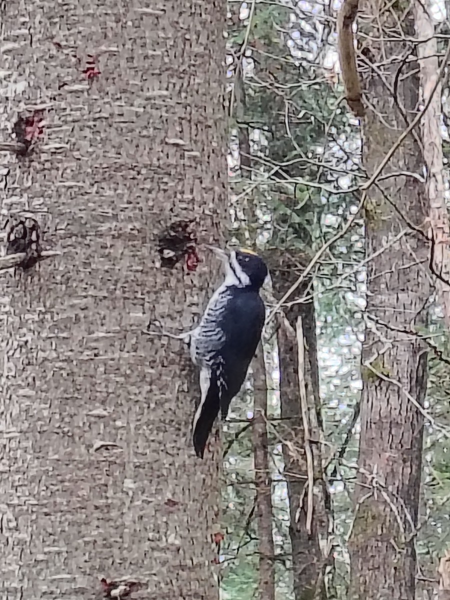 svartryggspett - ML644813317