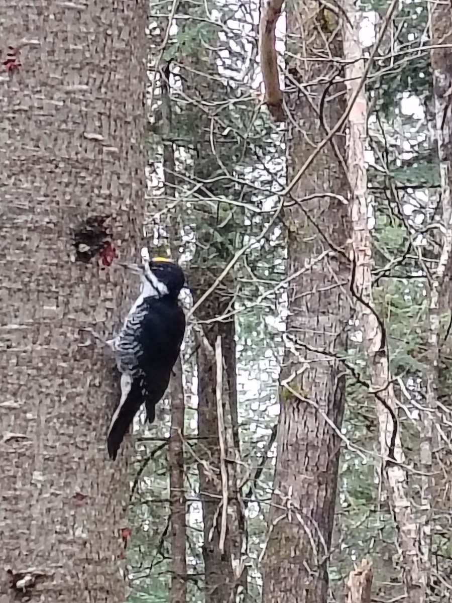 svartryggspett - ML644813318