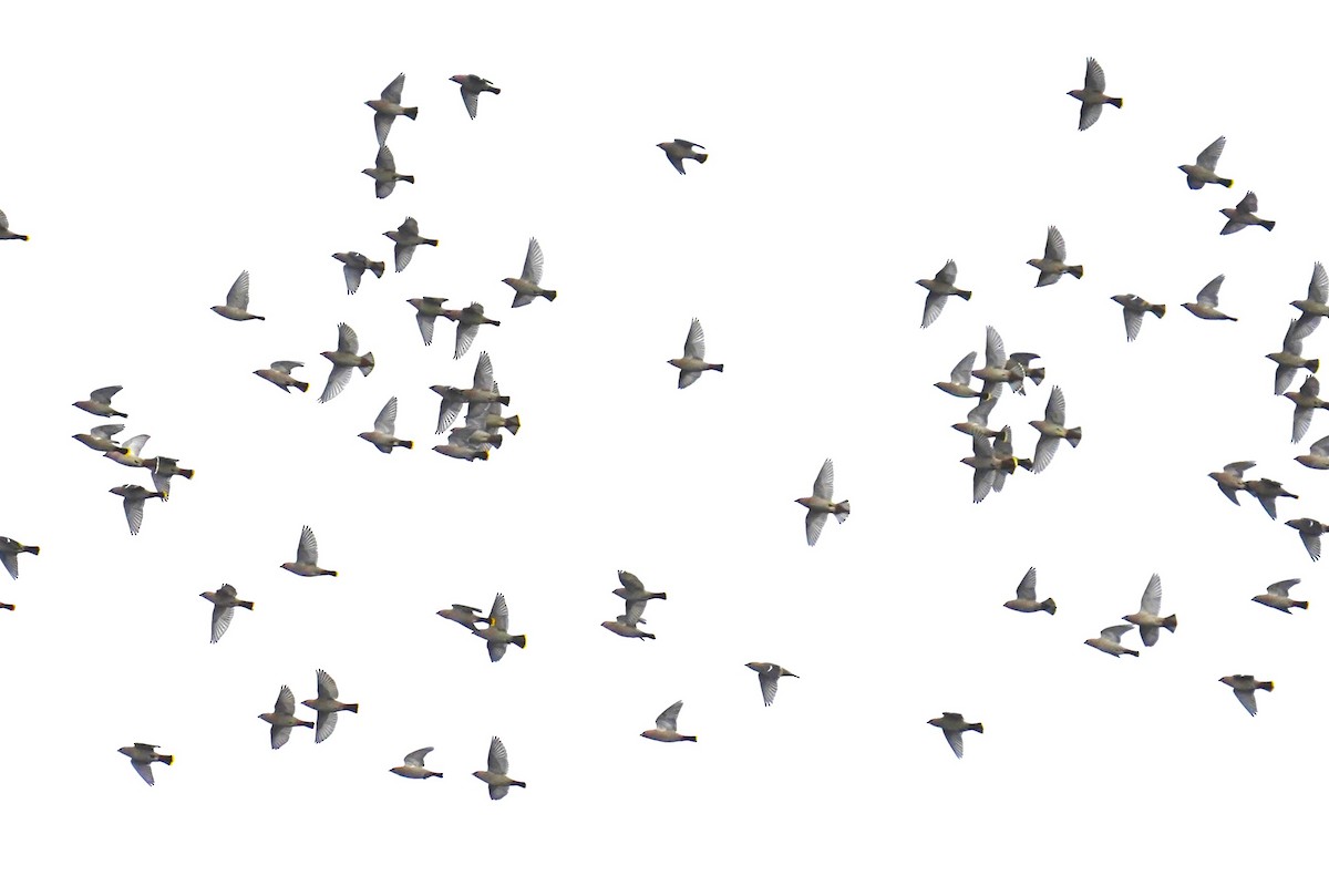 Bohemian Waxwing - ML644813326