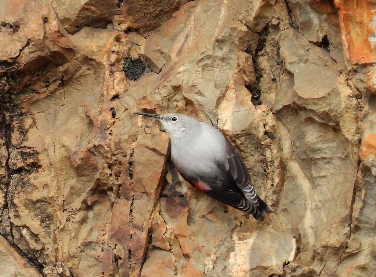 Wallcreeper - ML644813327