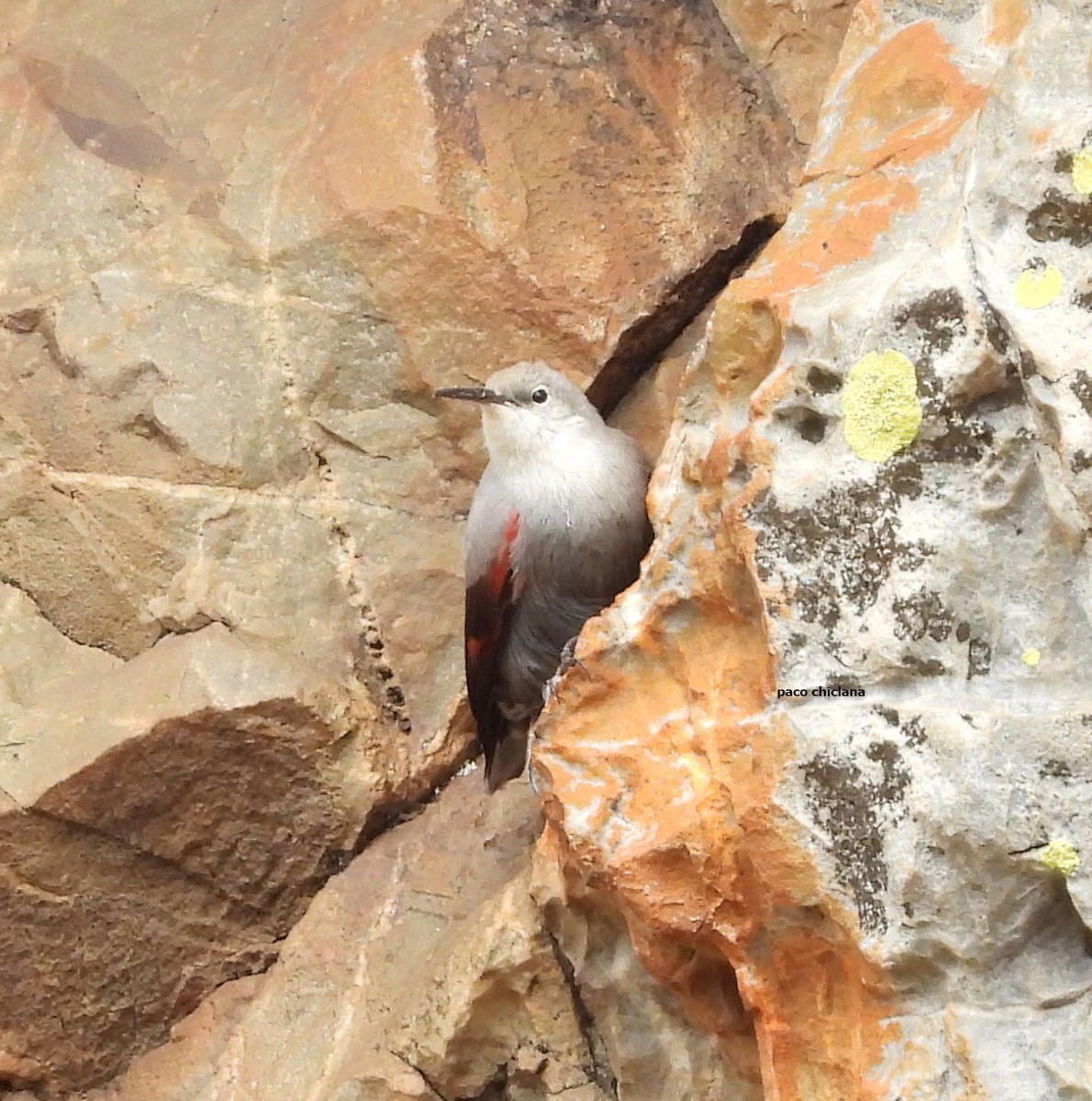 Wallcreeper - ML644813329
