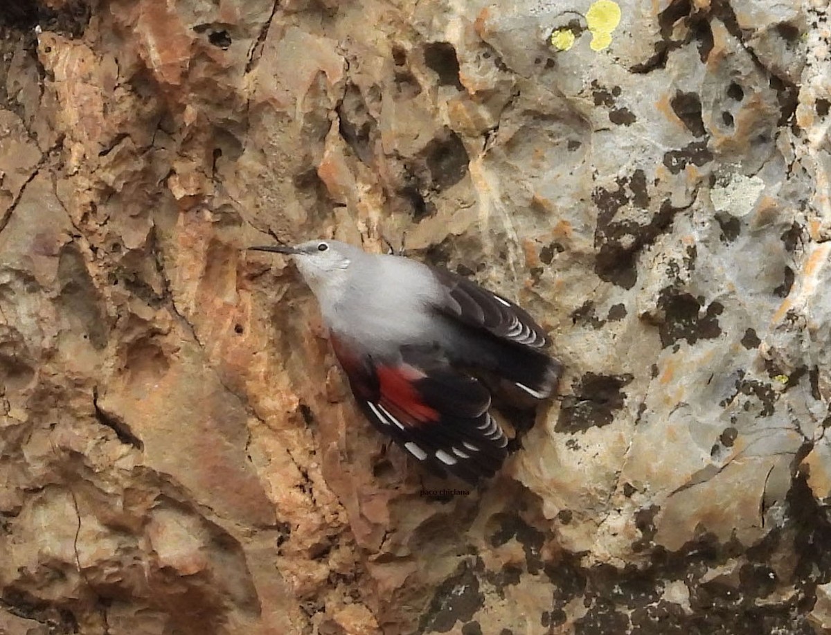 Wallcreeper - ML644813330
