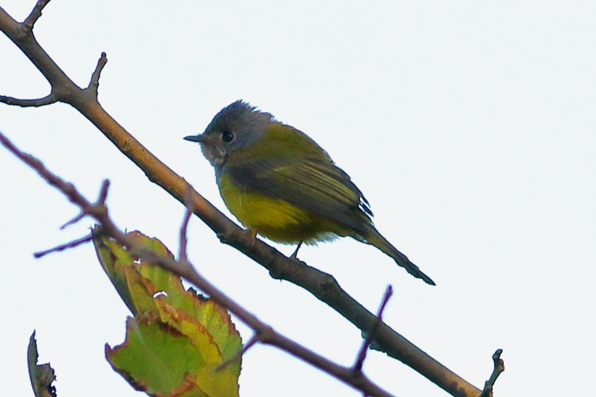 方尾鶲 - ML644813344