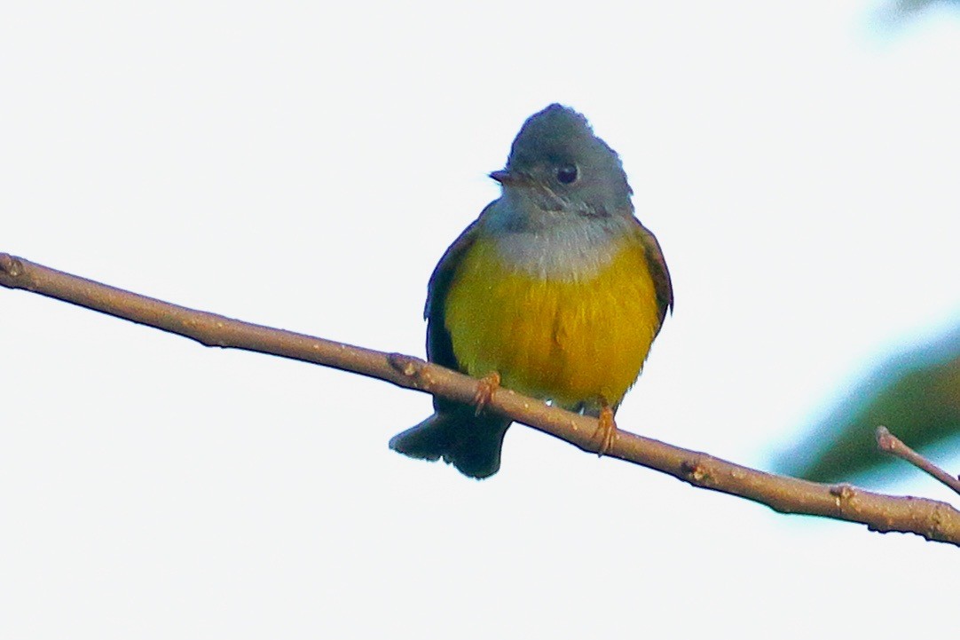 方尾鶲 - ML644813345