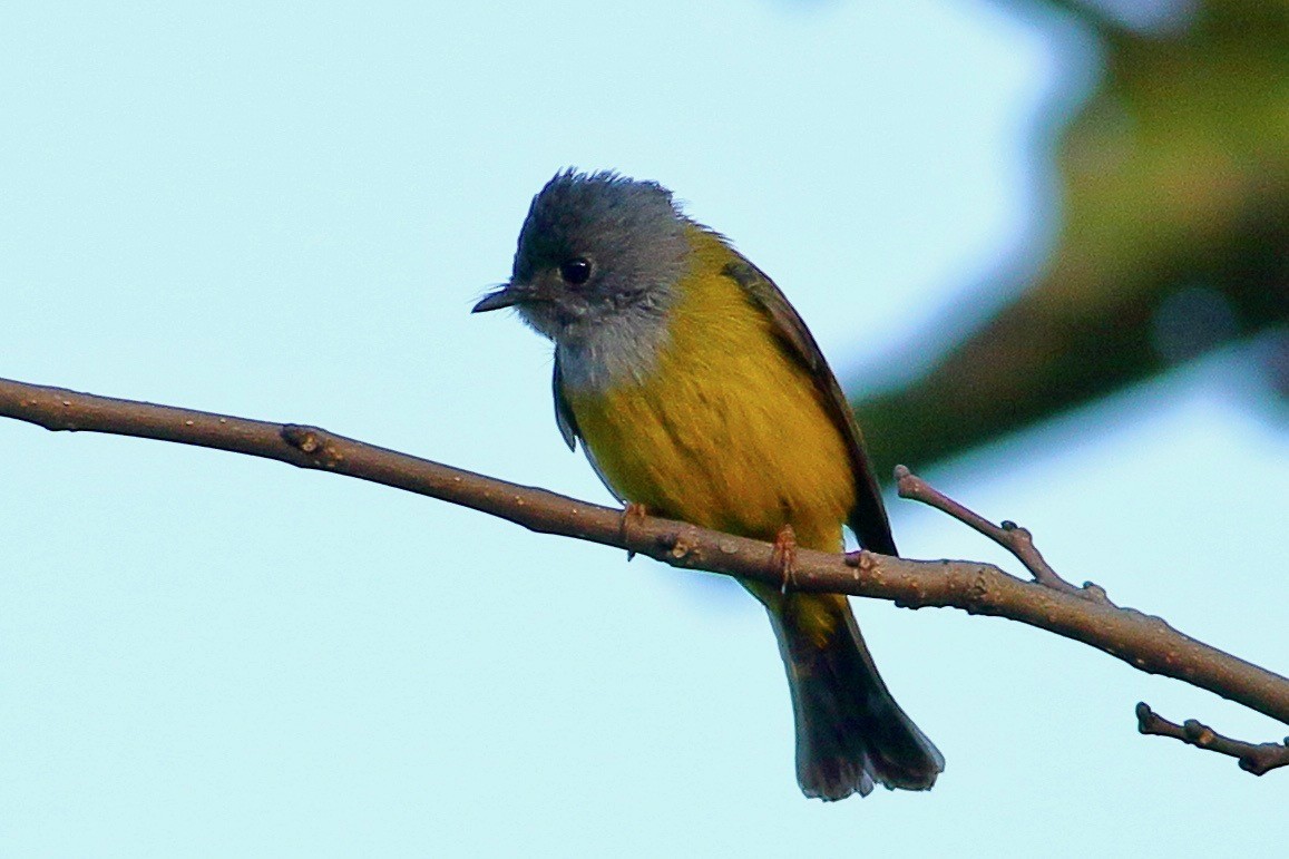 方尾鶲 - ML644813346