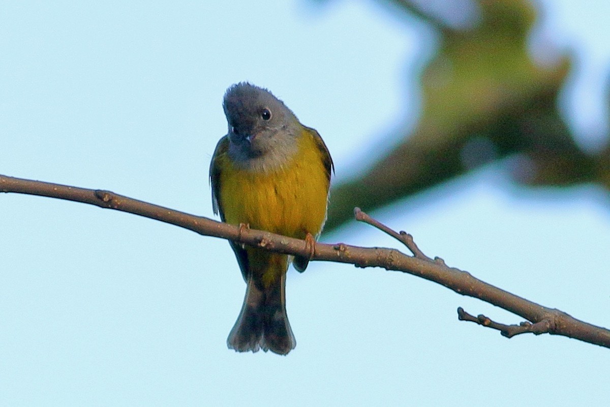 方尾鶲 - ML644813347