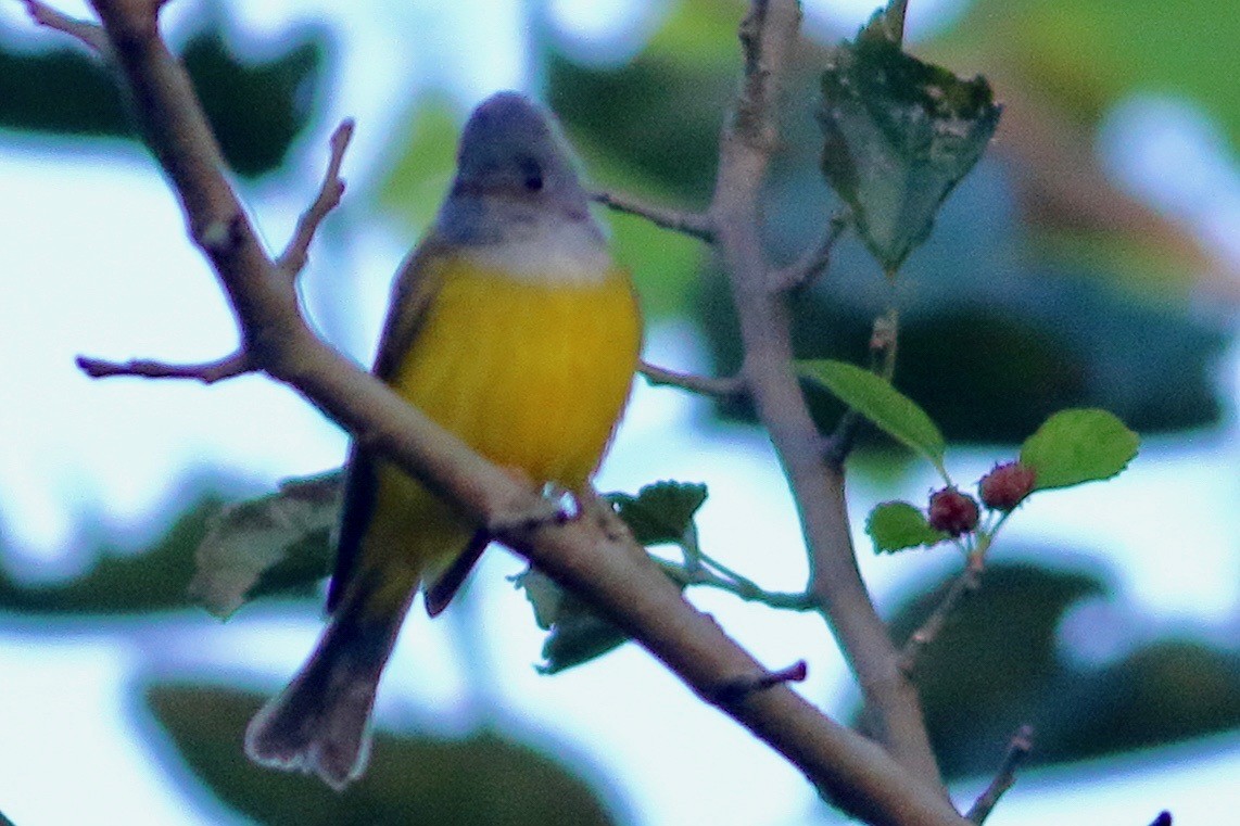 方尾鶲 - ML644813348