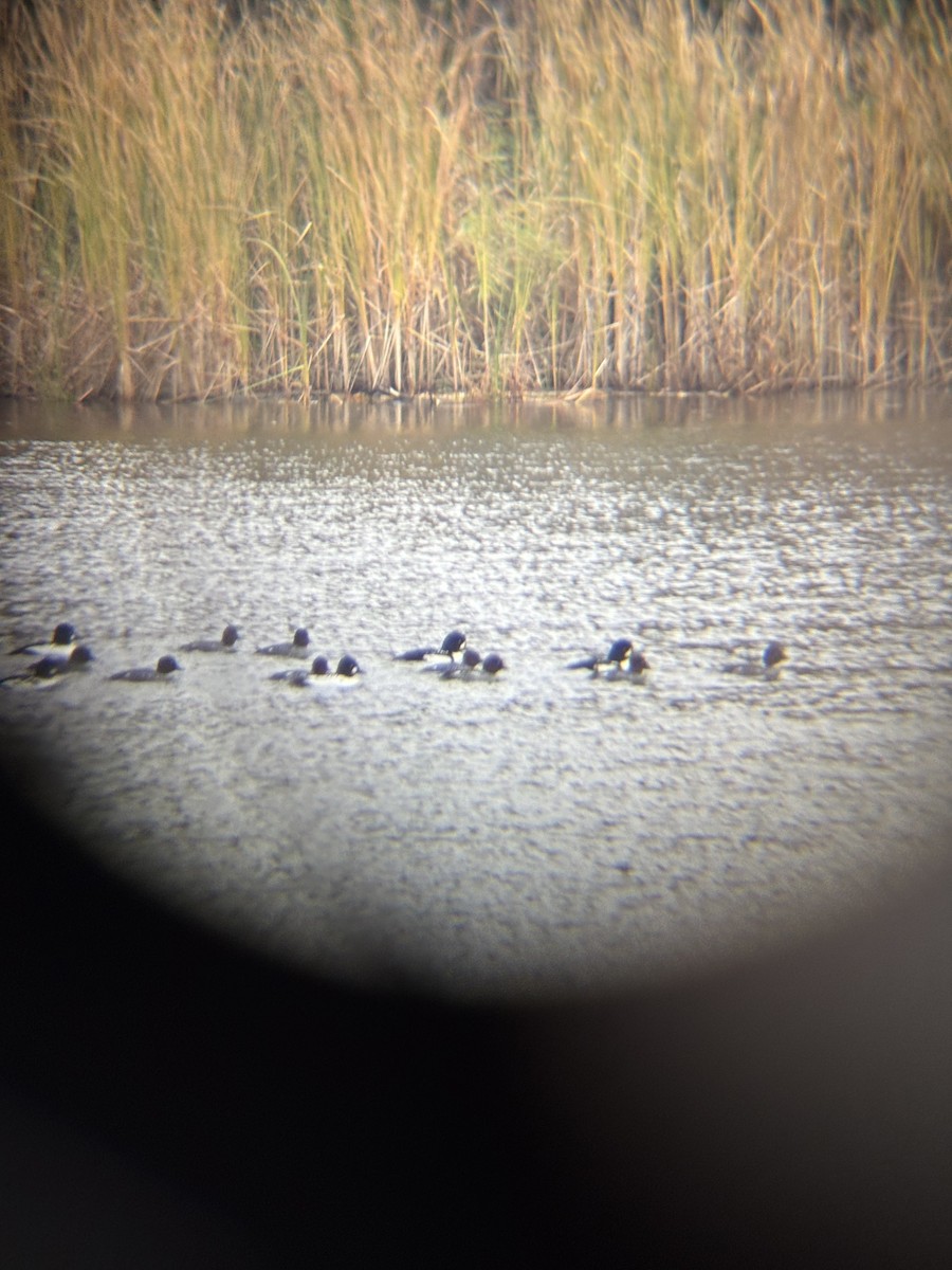 キタホオジロガモ - ML644813351