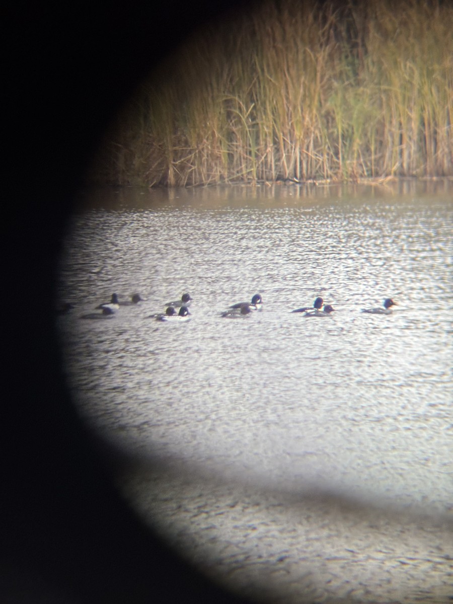 キタホオジロガモ - ML644813352