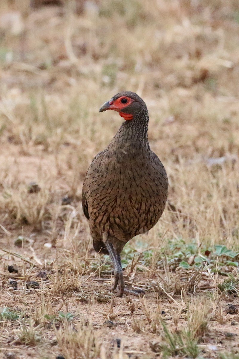 Свенсонов франколин - ML644813353