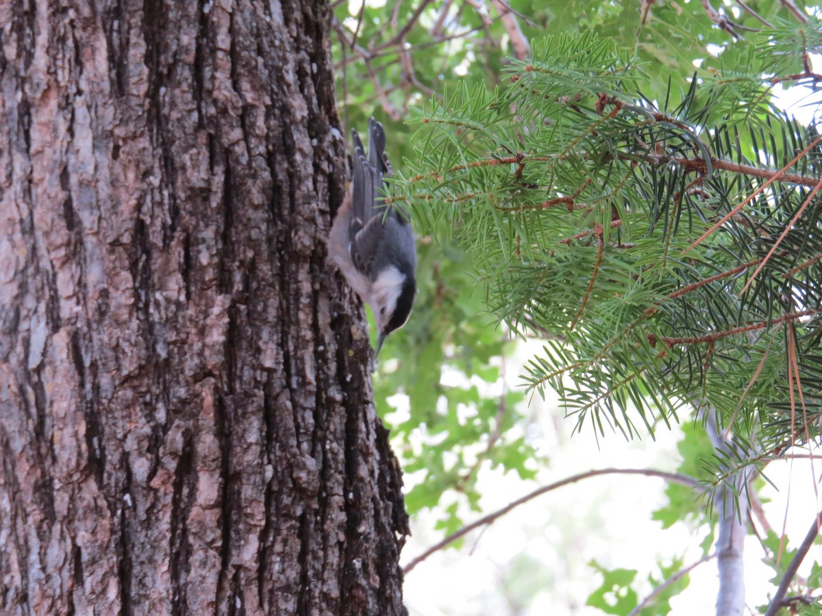 White-breasted Nuthatch - ML644813362