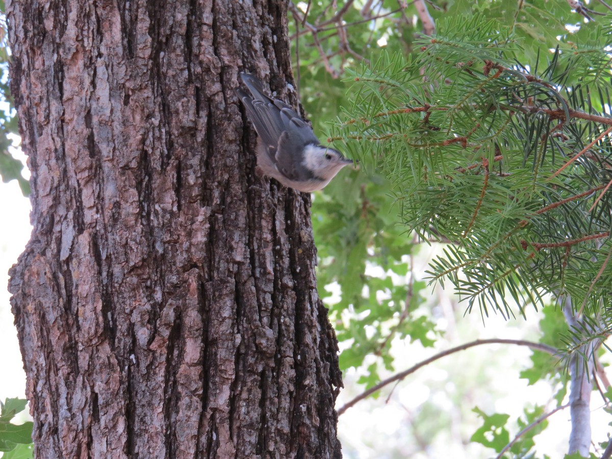 White-breasted Nuthatch - ML644813363