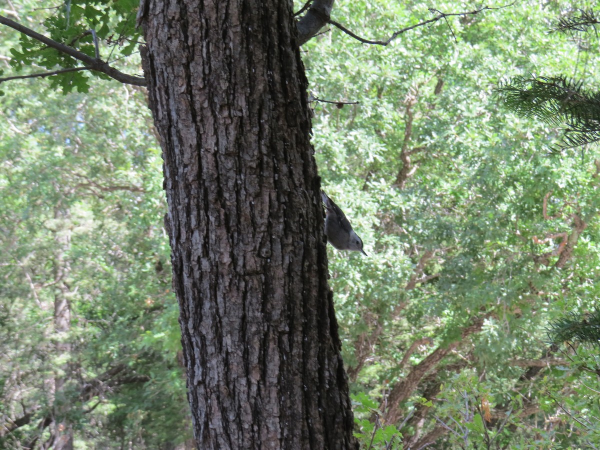 White-breasted Nuthatch - ML644813364