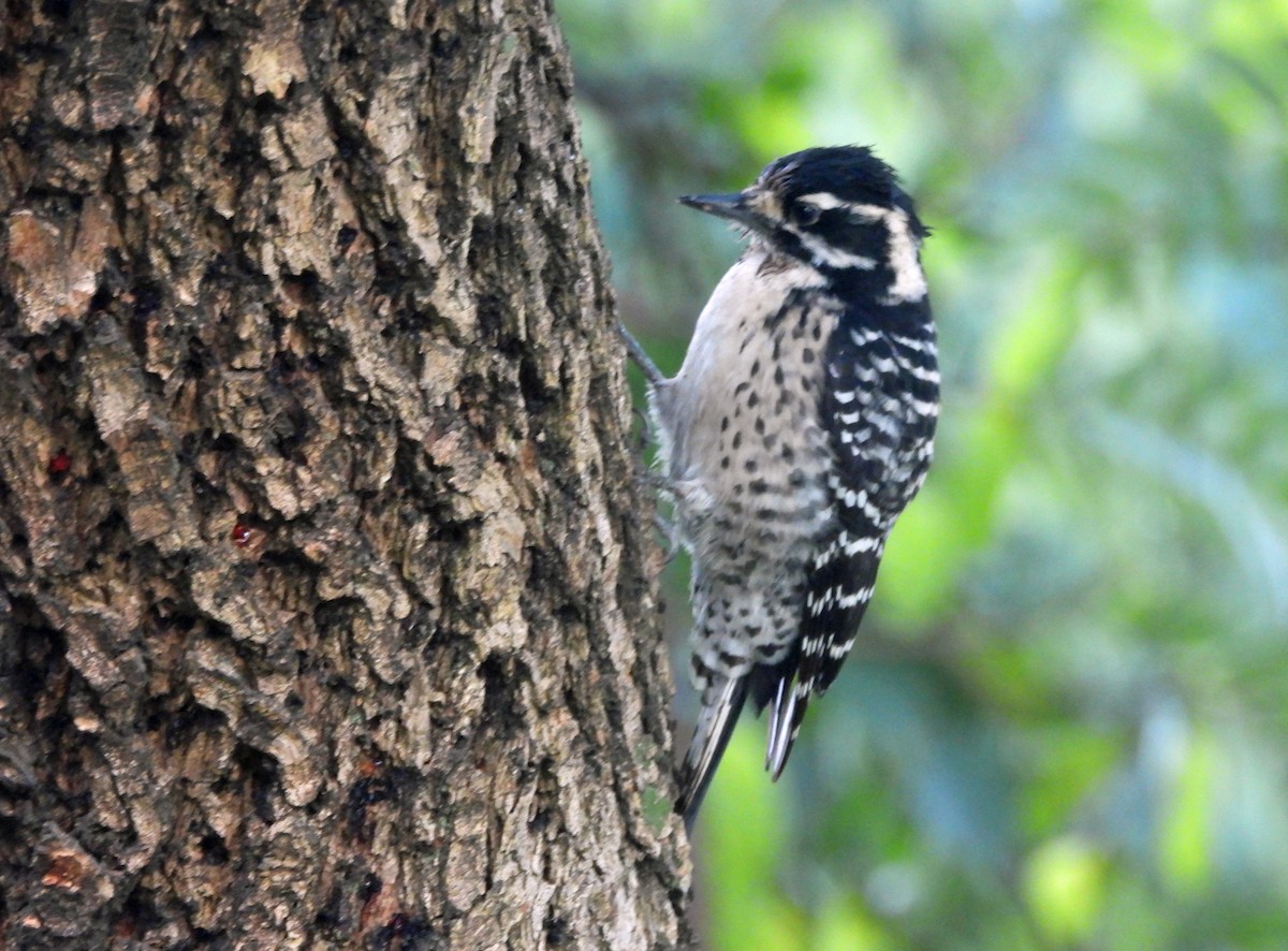 Nuttall's Woodpecker - ML644813389