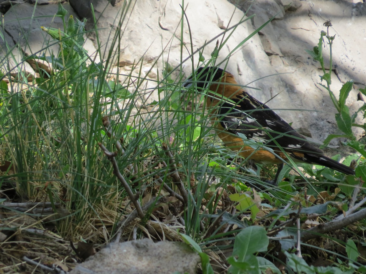 Black-headed Grosbeak - ML644813405
