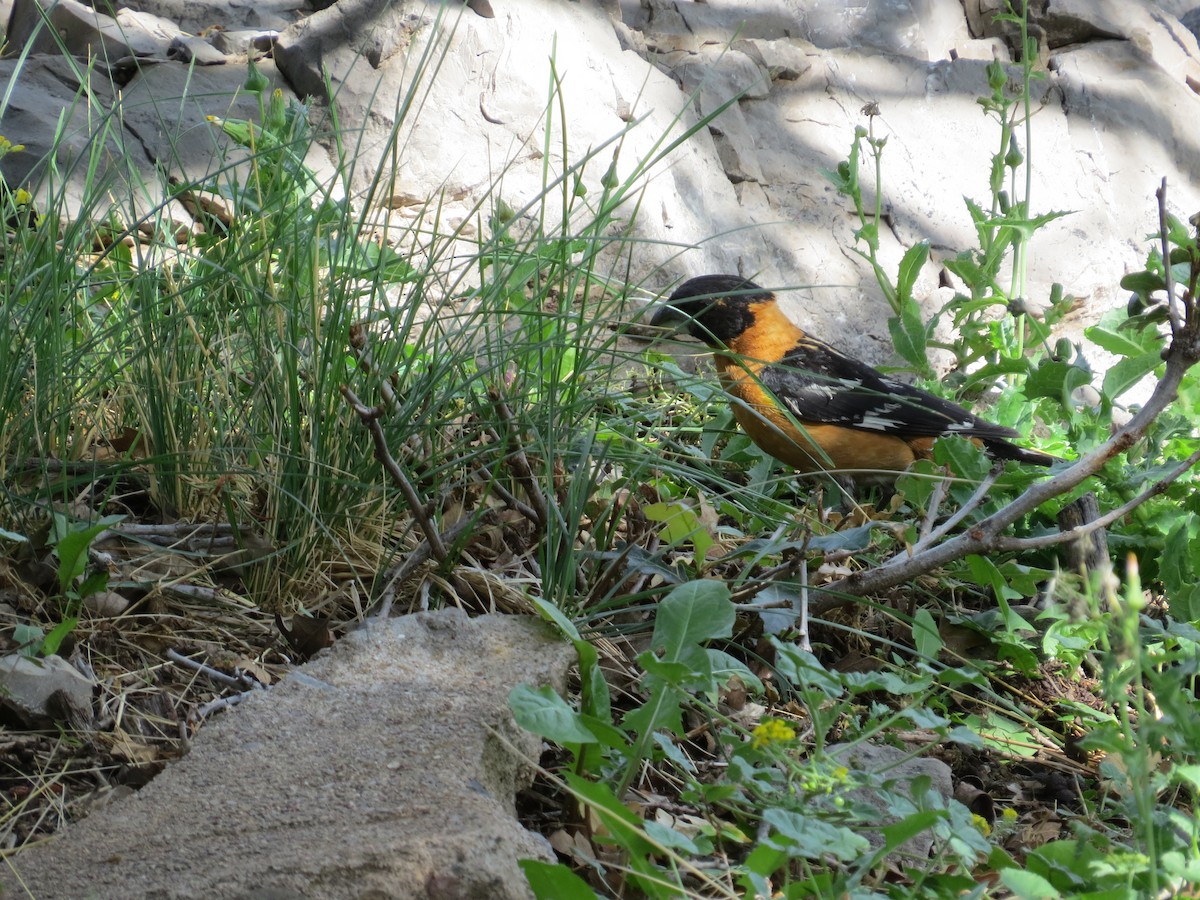 Black-headed Grosbeak - ML644813406