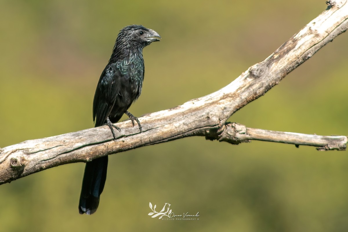 Groove-billed Ani - ML644813407