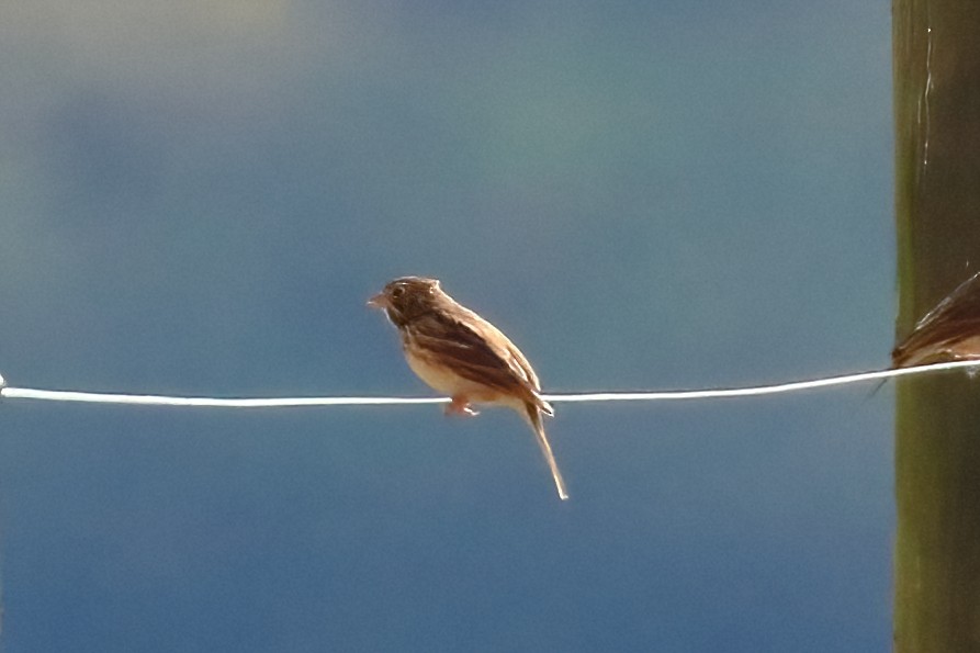 Akşamcı Serçe - ML644813411