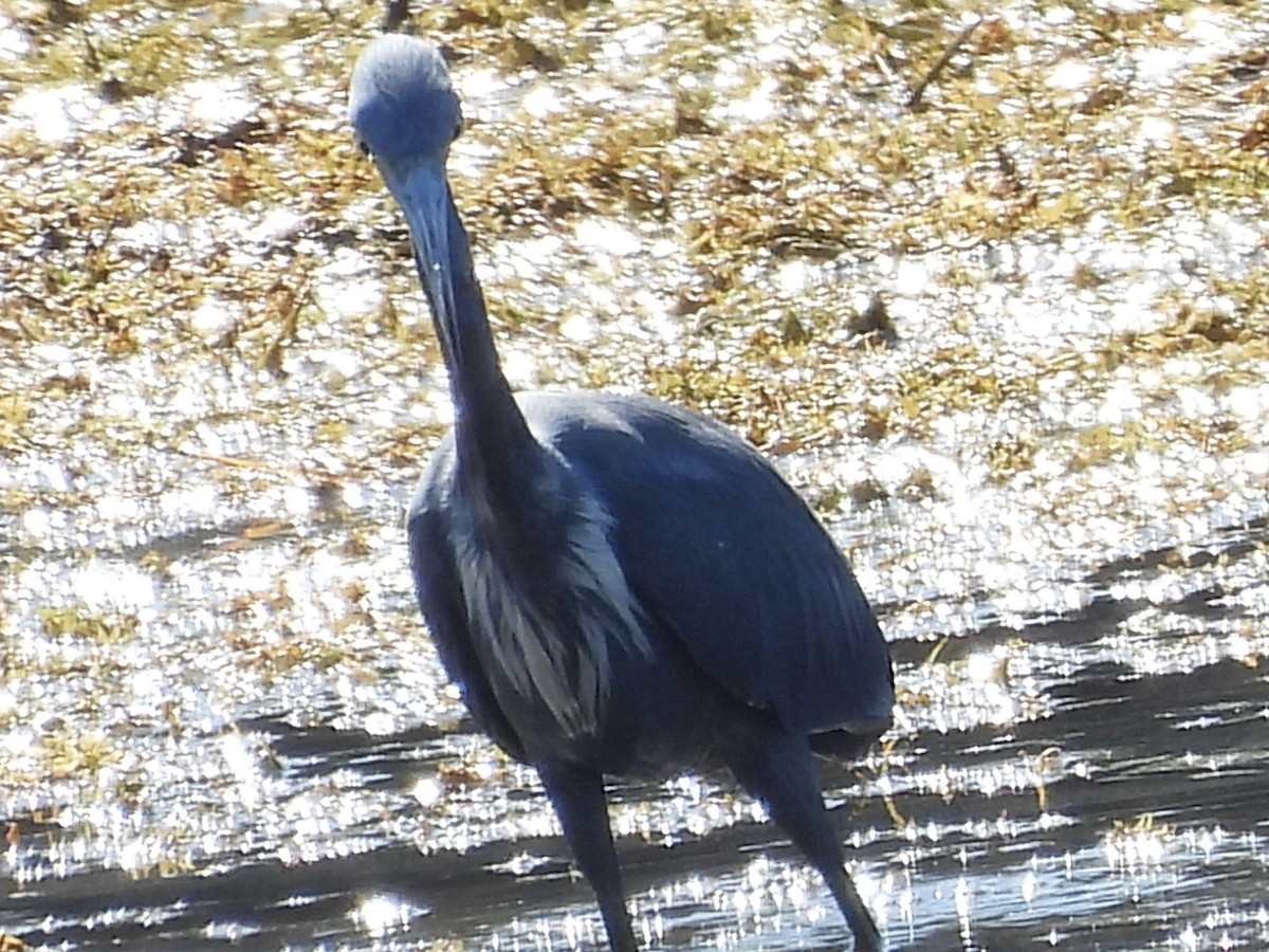 Little Blue x Tricolored Heron (hybrid) - ML644813413