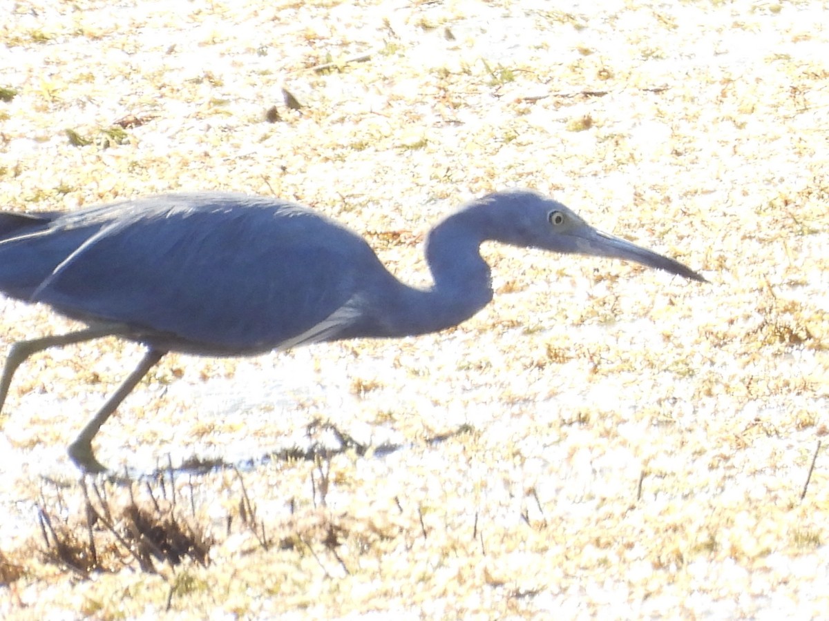Little Blue x Tricolored Heron (hybrid) - ML644813414