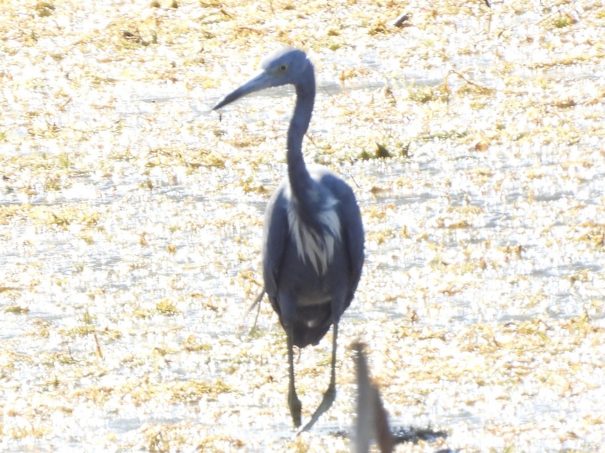 Little Blue x Tricolored Heron (hybrid) - ML644813415