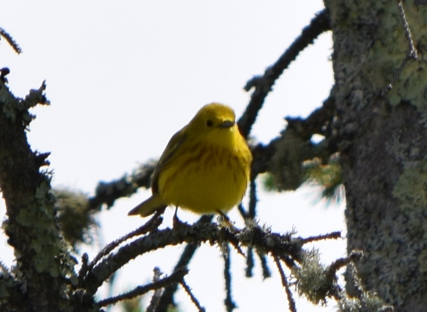 Northern Yellow Warbler - ML644813426