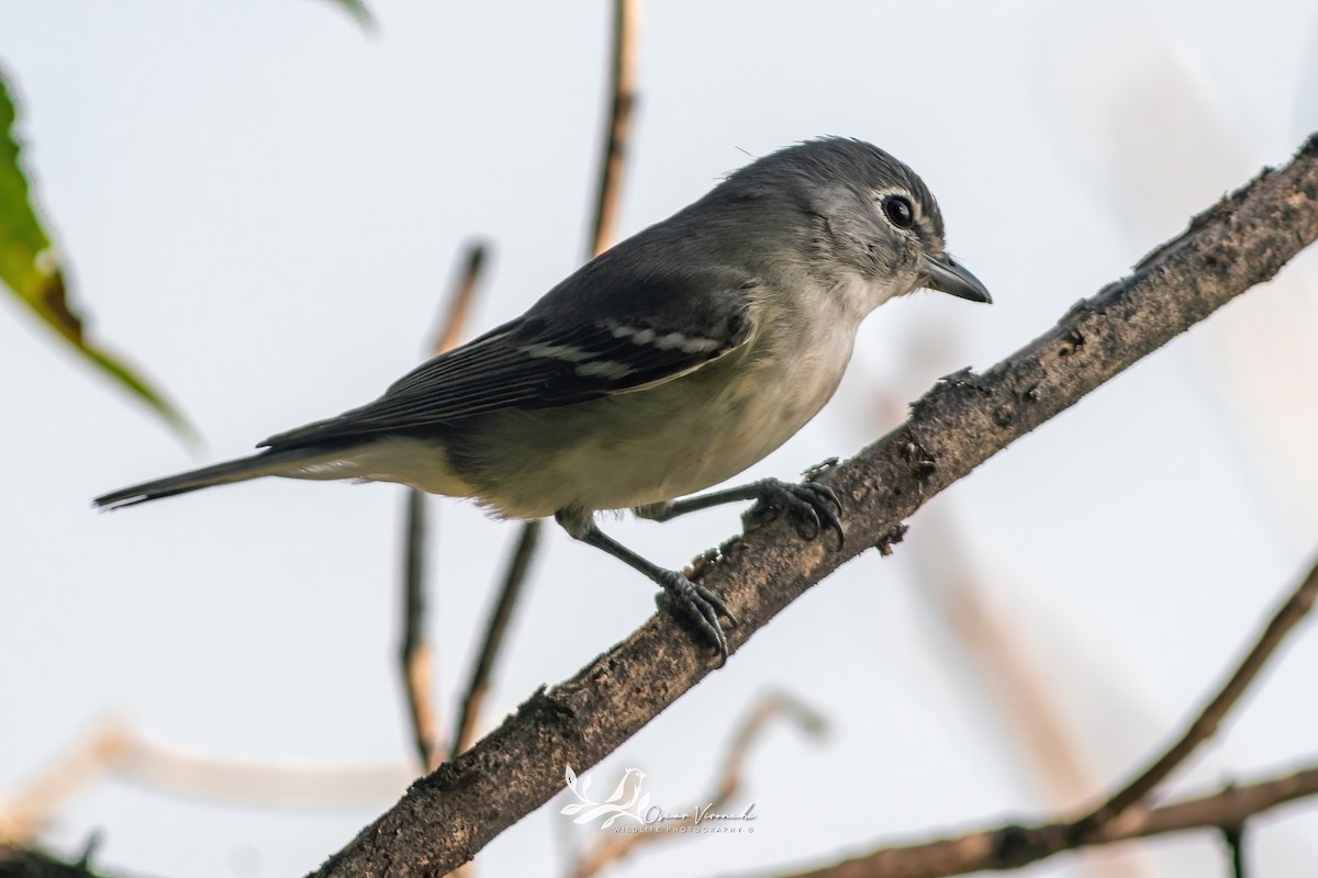 Plumbeous Vireo - ML644813434