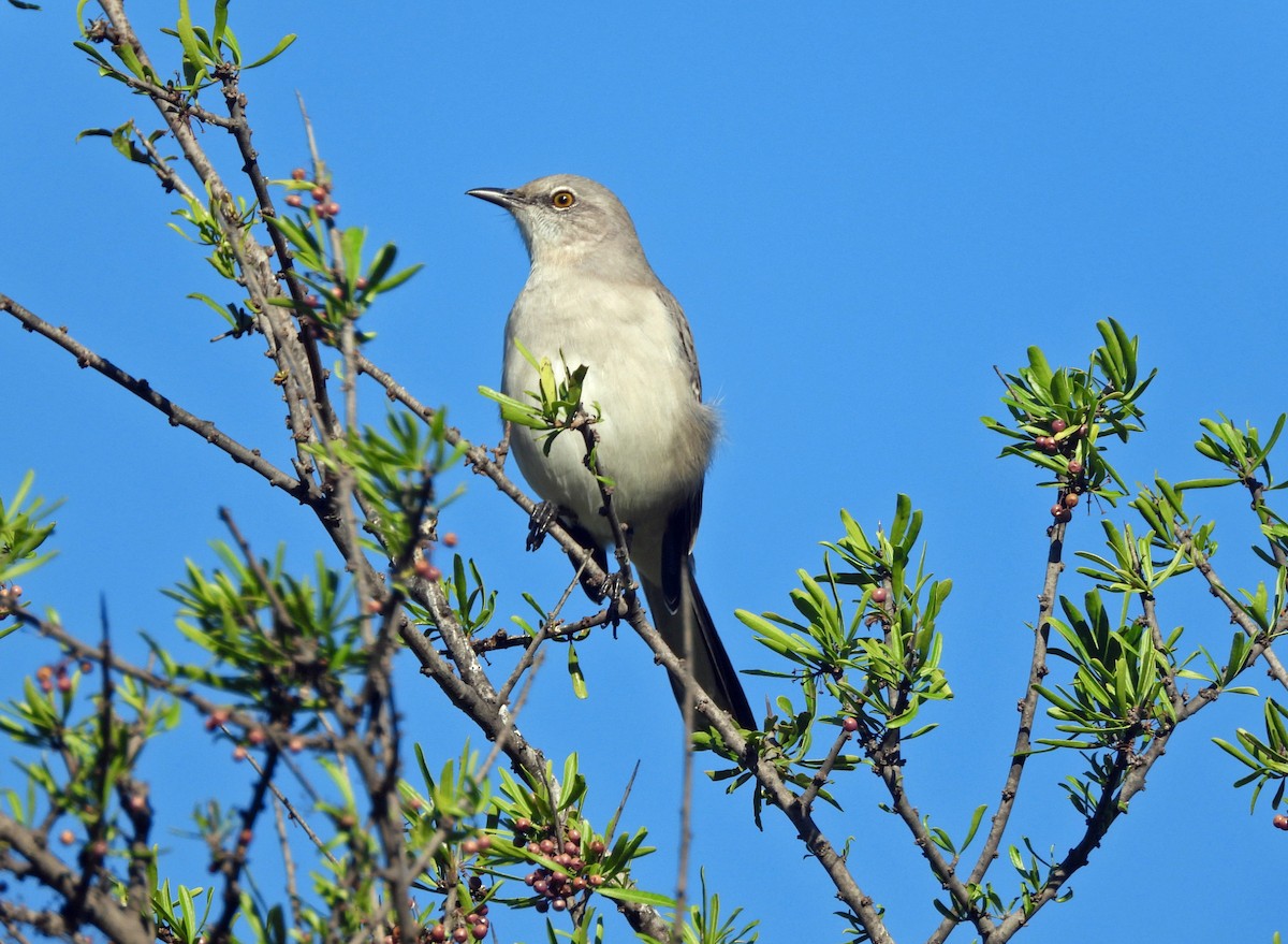 Northern Mockingbird - ML644813435