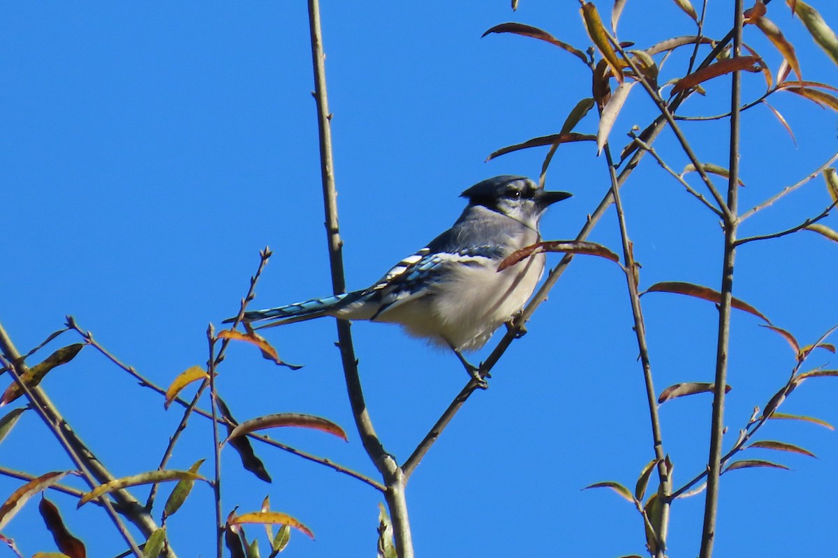 sojka chocholatá - ML644813437