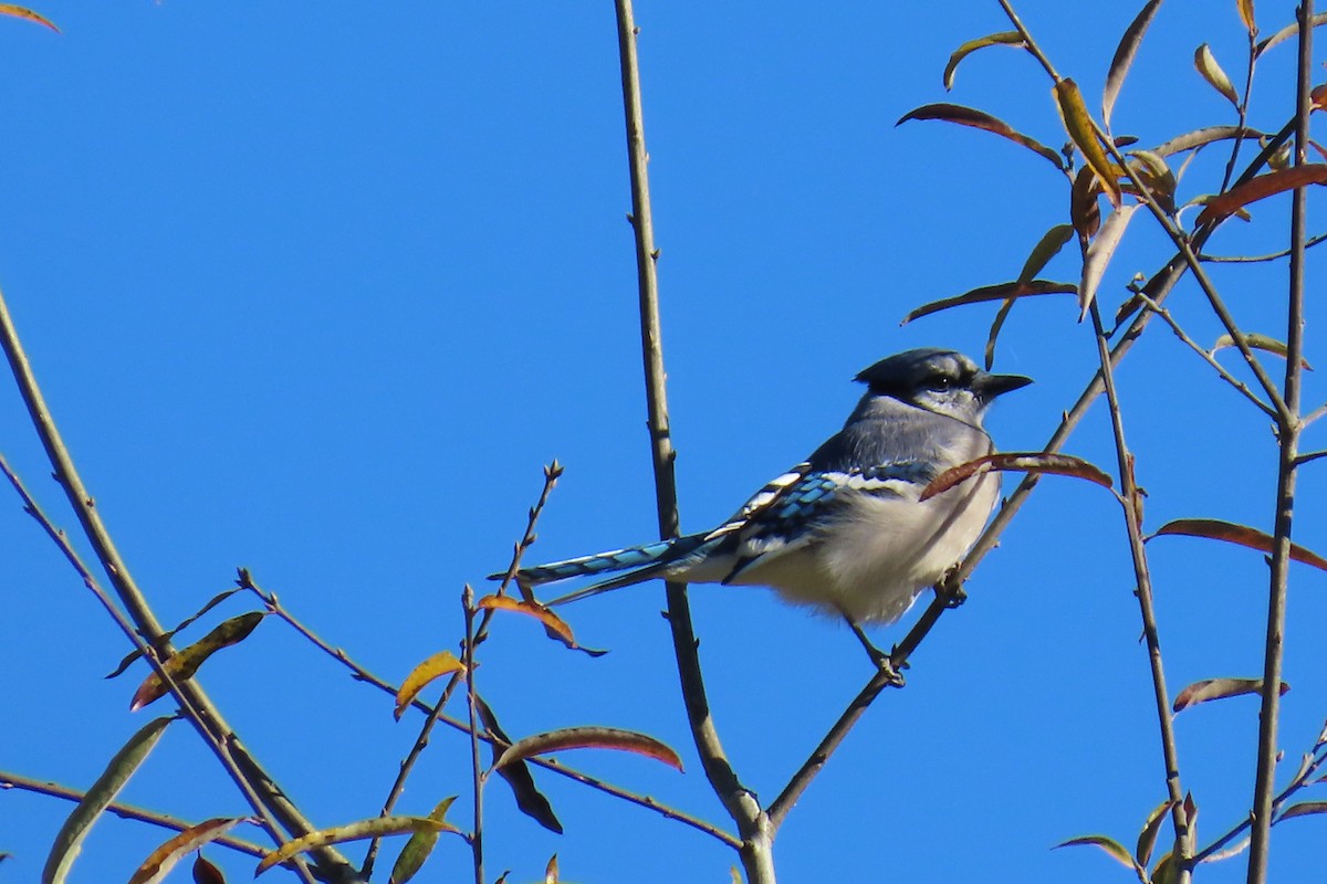 sojka chocholatá - ML644813441