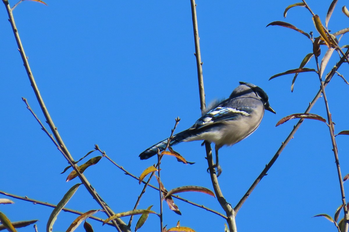 sojka chocholatá - ML644813442