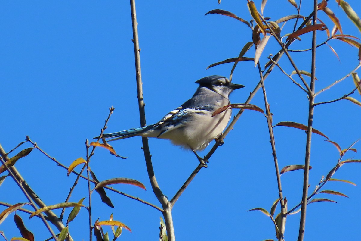 sojka chocholatá - ML644813444