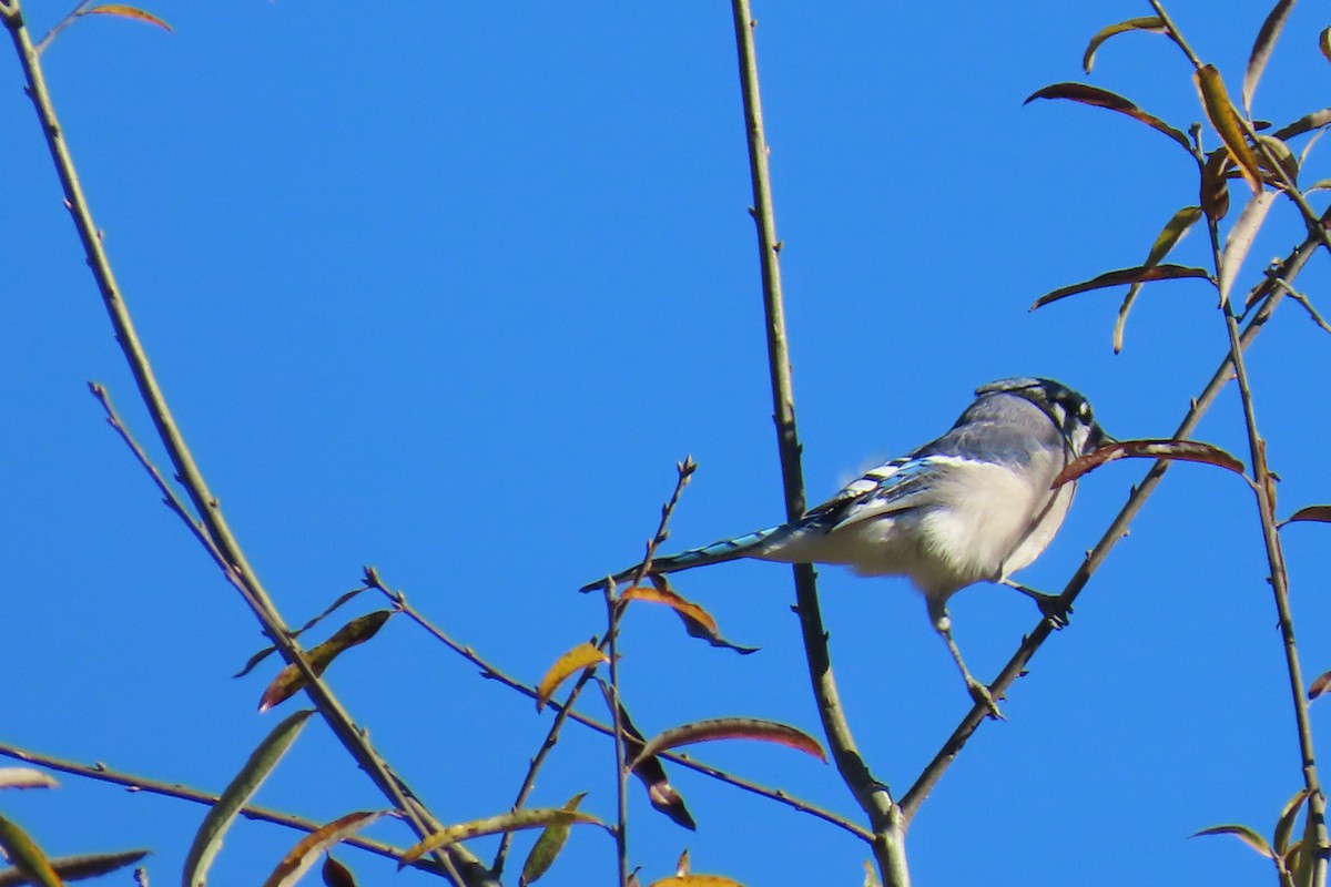 sojka chocholatá - ML644813445