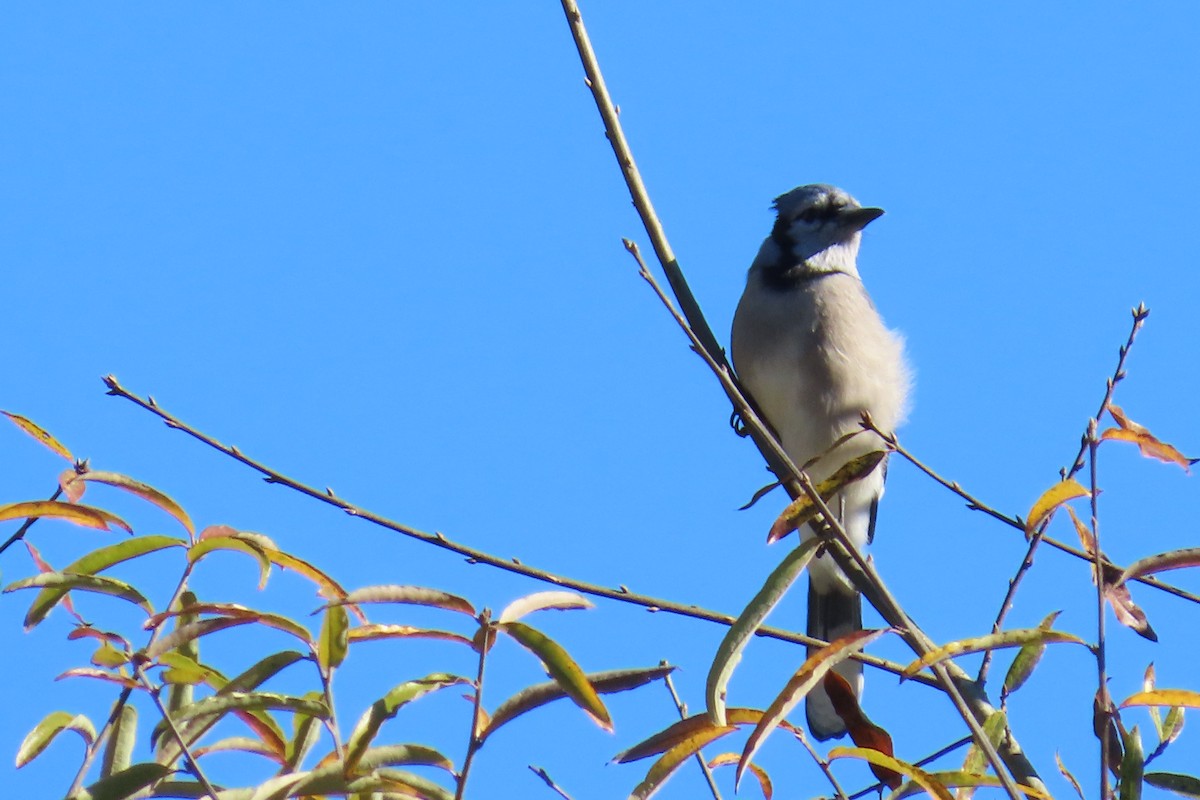 sojka chocholatá - ML644813447