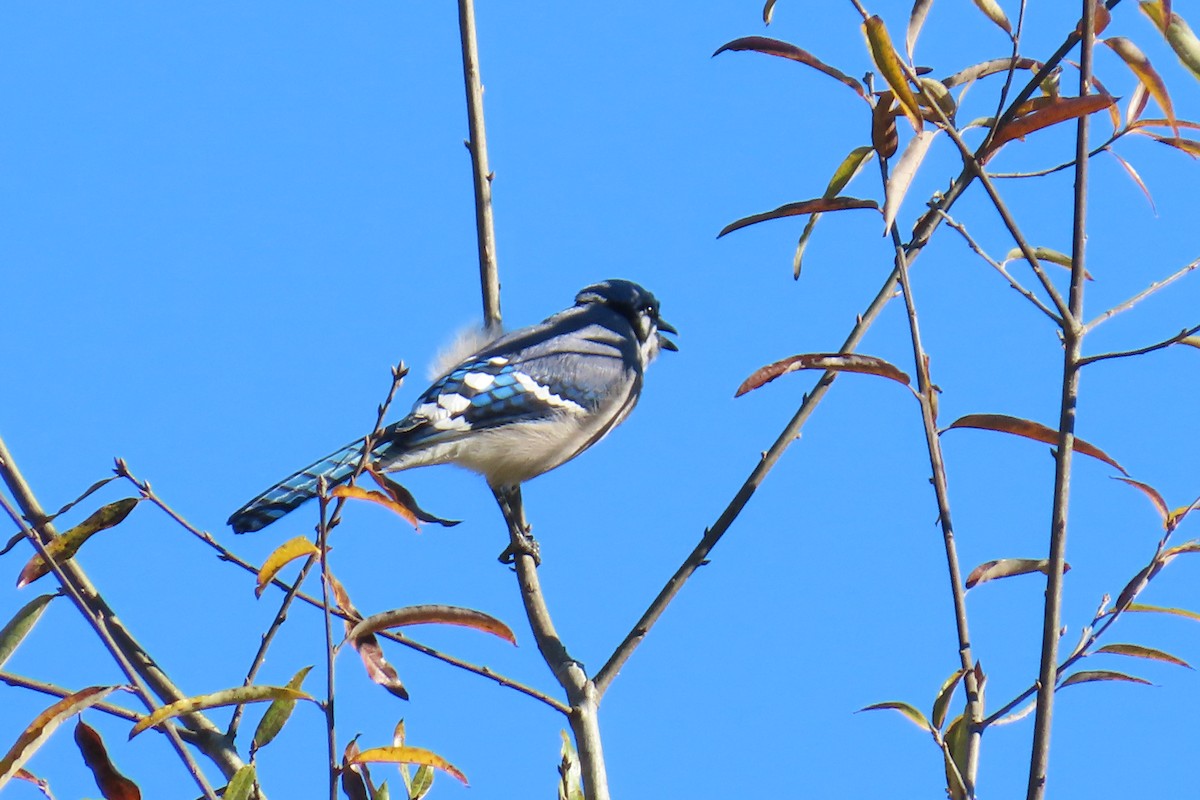 sojka chocholatá - ML644813448